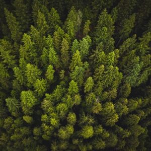 what is the best cbd oil
