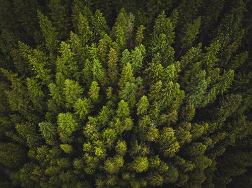 what is the best cbd oil