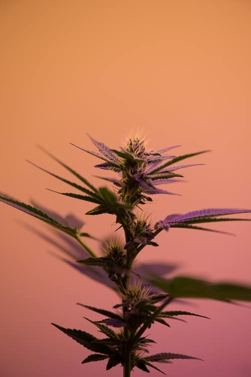 how to use cbd oil for anxiety