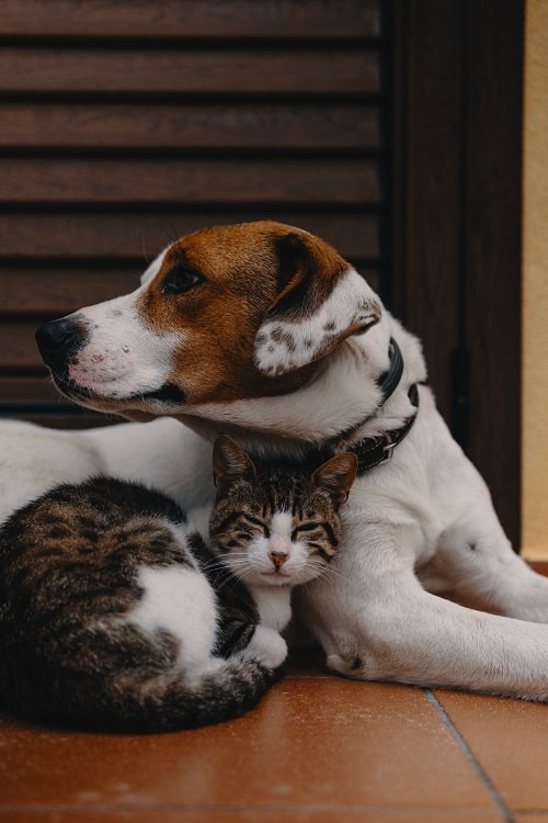 cbd oil dosage for dogs