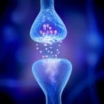 The Endocannabinoid System 101