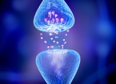cbd receptors