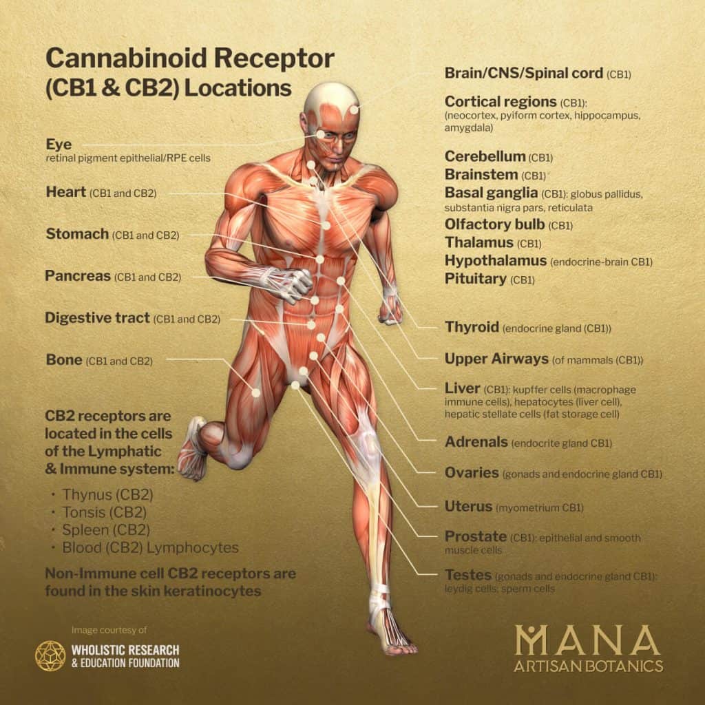 what does the endocannabinoid system do