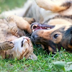 cbd-for-pets